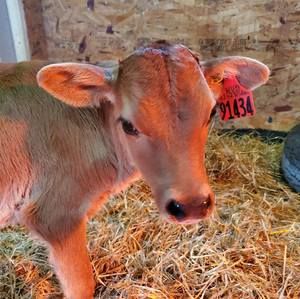 Meet your Posher, Dianne